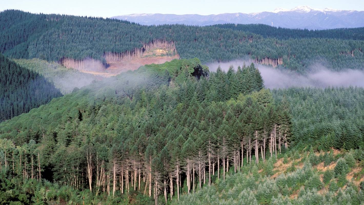 Carbon Neutral Timber Production